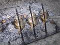 izletBaranja29