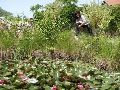 Lanac200908